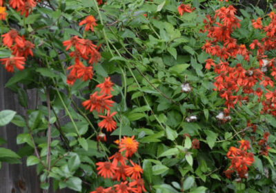 Mexican-Flame-Vine-with-Pot-2