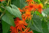 Mexican Flame Vine with Pot