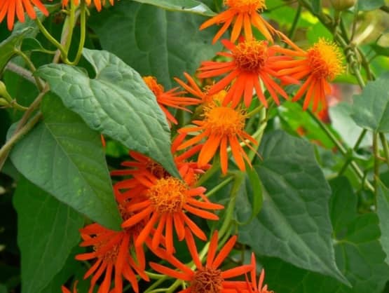 Mexican Flame Vine with Pot