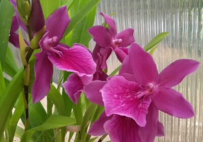 Miltonia-pink-orchid-plants-2