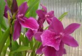 Miltonia pink orchid plants