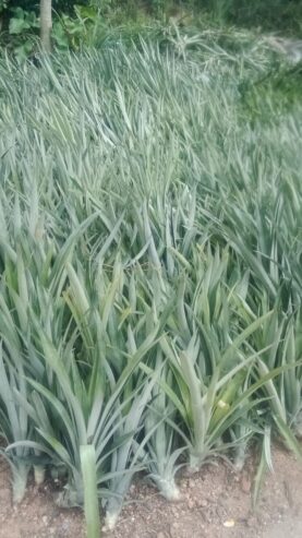 Pineapple Plants