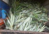 Pineapple Plants