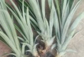 Pineapple Plants