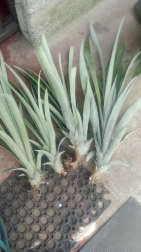 Pineapple Plants