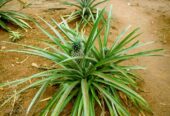 Pineapple Plants – අන්නාසි පැළ