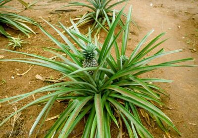 Pineapple-plants-1