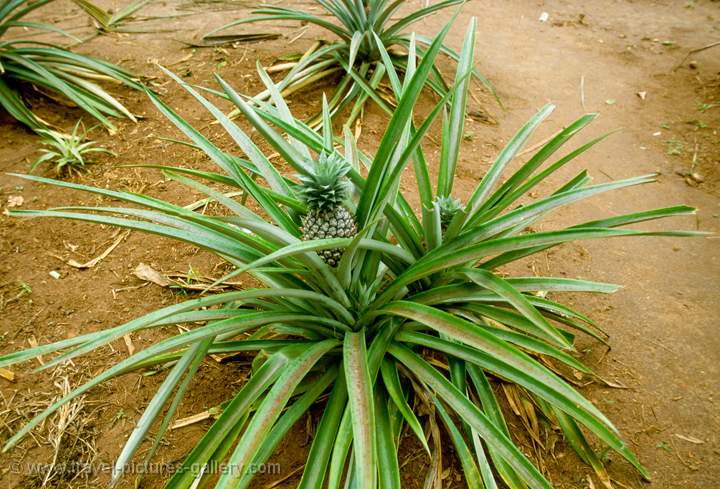 Pineapple Plants – අන්නාසි පැළ