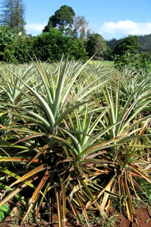 Pineapple Plants – අන්නාසි පැළ