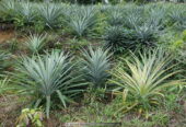 Pineapple Plants – අන්නාසි පැළ