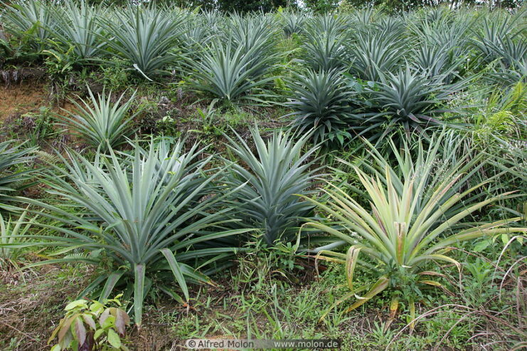 Pineapple Plants – අන්නාසි පැළ