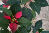 Poinsettia Flower Plants with Pot – පොයින්සෙට්ටියා මල් පැළ