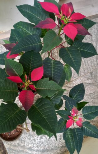 Poinsettia Flower Plants with Pot – පොයින්සෙට්ටියා මල් පැළ