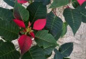 Poinsettia Flower Plants with Pot – පොයින්සෙට්ටියා මල් පැළ