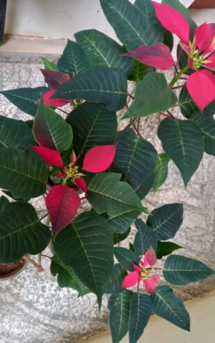 Poinsettia Flower Plants with Pot – පොයින්සෙට්ටියා මල් පැළ