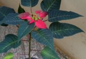 Poinsettia Flower Plants with Pot – පොයින්සෙට්ටියා මල් පැළ