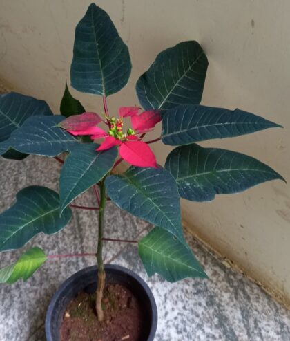 Poinsettia Flower Plants with Pot – පොයින්සෙට්ටියා මල් පැළ