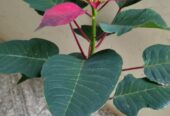 Poinsettia Flower Plants with Pot – පොයින්සෙට්ටියා මල් පැළ