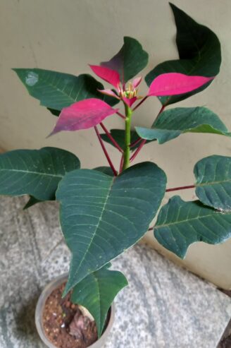 Poinsettia Flower Plants with Pot – පොයින්සෙට්ටියා මල් පැළ