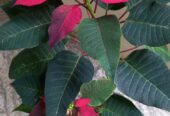 Poinsettia Flower Plants with Pot – පොයින්සෙට්ටියා මල් පැළ