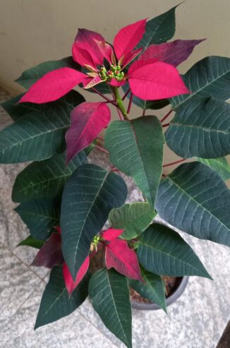 Poinsettia Flower Plants with Pot – පොයින්සෙට්ටියා මල් පැළ