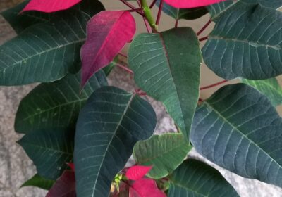 Poinsettia-Flower-Plants-with-pots-6