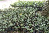 Premium Pomegranate Plants – දාඩම් පැළ