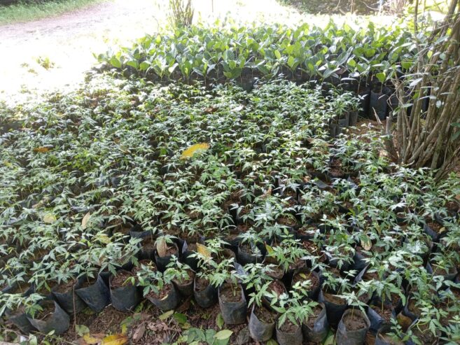 Premium Pomegranate Plants – දාඩම් පැළ