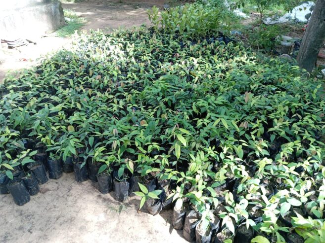 Premium Pomegranate Plants – දාඩම් පැළ