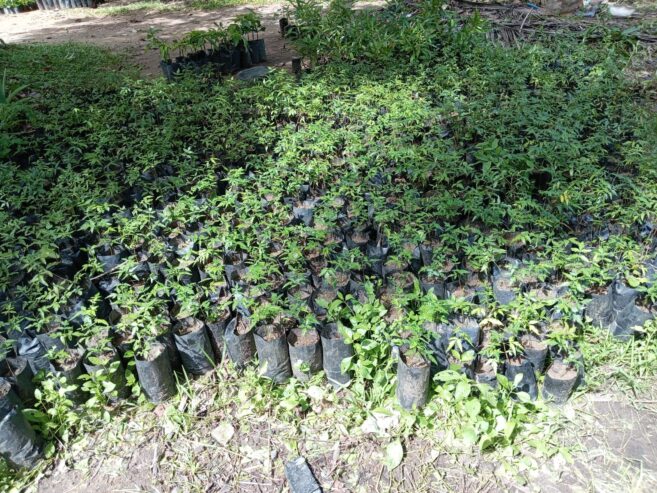 Premium Pomegranate Plants – දාඩම් පැළ