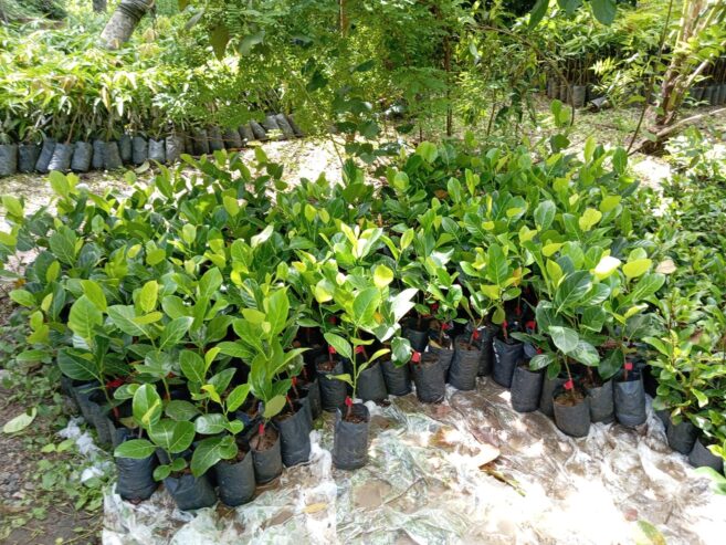 Premium Pomegranate Plants – දාඩම් පැළ