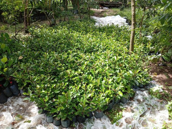 Premium Pomegranate Plants – දාඩම් පැළ