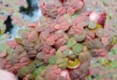 Red Root Floater – Vibrant Aquarium Beauty