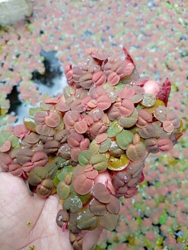 Red Root Floater – Vibrant Aquarium Beauty