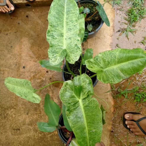 Philodendron Erubescens