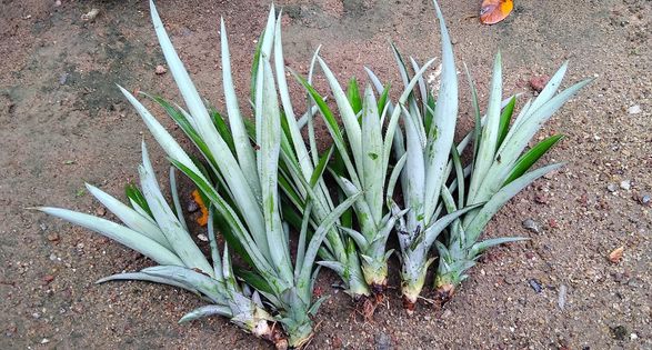 Pineapple Plants