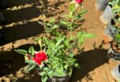 BABY ROSE PLANTS