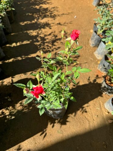 BABY ROSE PLANTS