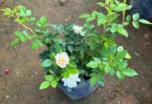 BABY ROSE PLANTS