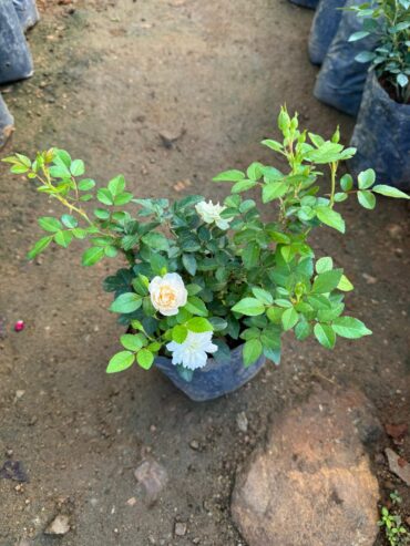 BABY ROSE PLANTS