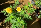 BABY ROSE PLANTS