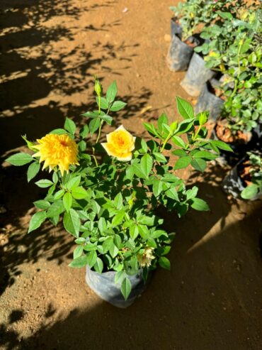 BABY ROSE PLANTS