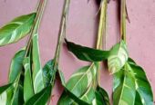 Heliconia Variegated (Lady Diana) Plants