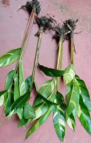 Heliconia Variegated (Lady Diana) Plants