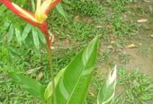 Heliconia Variegated (Lady Diana) Plants