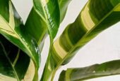 Heliconia Variegated (Lady Diana) Plants