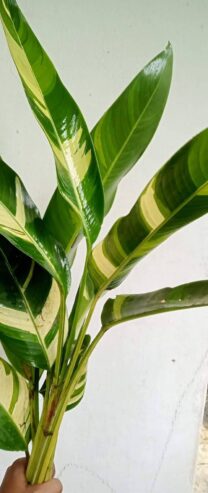 Heliconia Variegated (Lady Diana) Plants