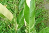 Heliconia Variegated (Lady Diana) Plants