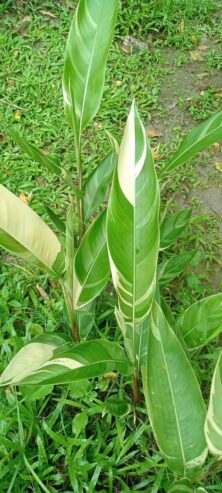 Heliconia Variegated (Lady Diana) Plants