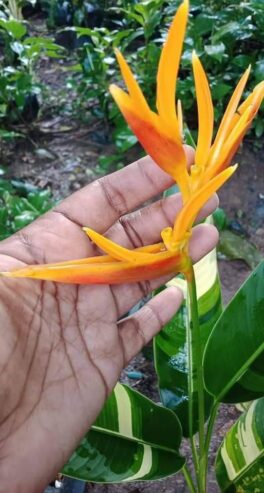 Heliconia Variegated (Lady Diana) Plants